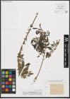 Foto von Salix purpurea L.